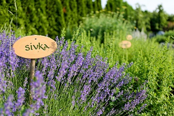Herbs Garden in The Lešnik Land
